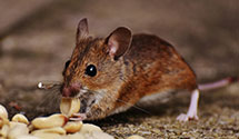 24 Hour & Emergency Exterminators in Yokuts Valley, CA